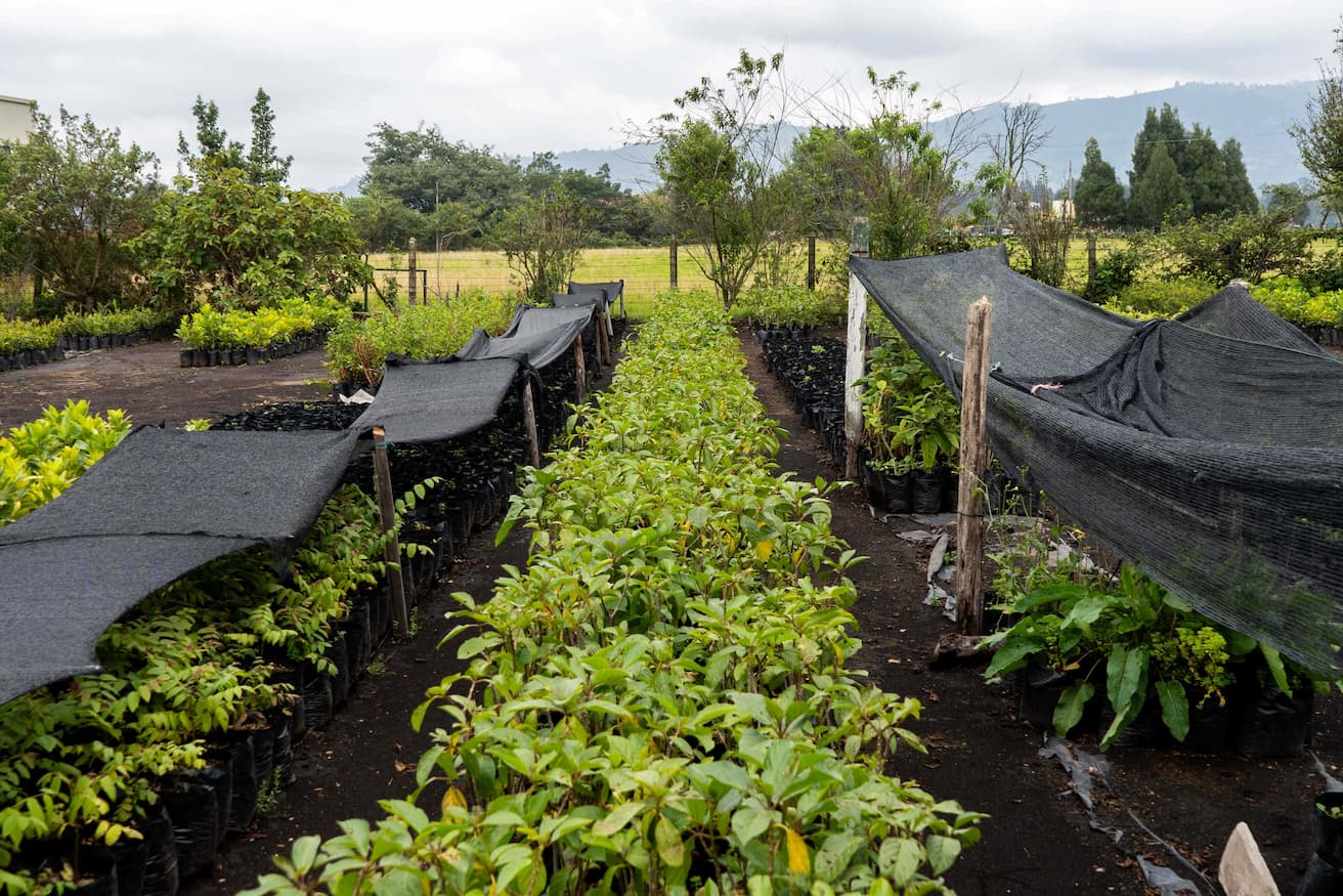 vivero